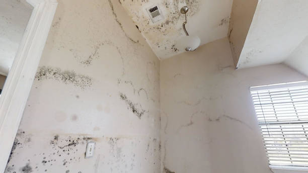 Best Industrial Mold Remediation  in West Rson, CA