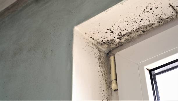 Best Mold Odor Removal Services  in West Rson, CA