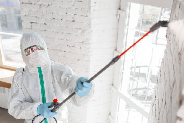 Mold Odor Removal Services in West Carson, CA