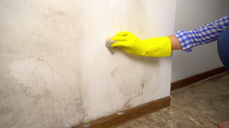 Best Basement Mold Removal  in West Rson, CA