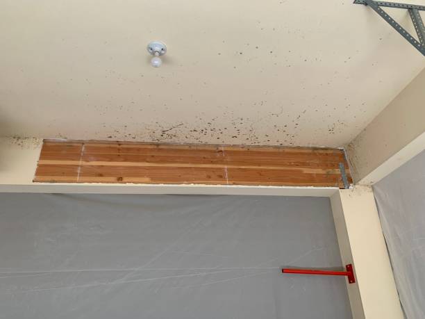 Forensic Mold Investigation in West Carson, CA