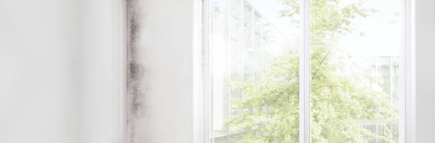West Carson, CA Mold Removal Company